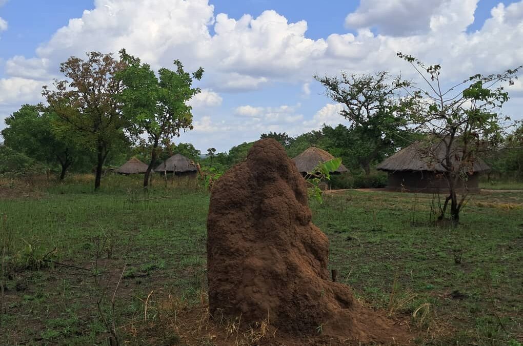 The power of Sociotherapy Group: What termite mounds teach us about togetherness