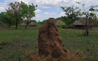 The power of Sociotherapy Group: What termite mounds teach us about togetherness